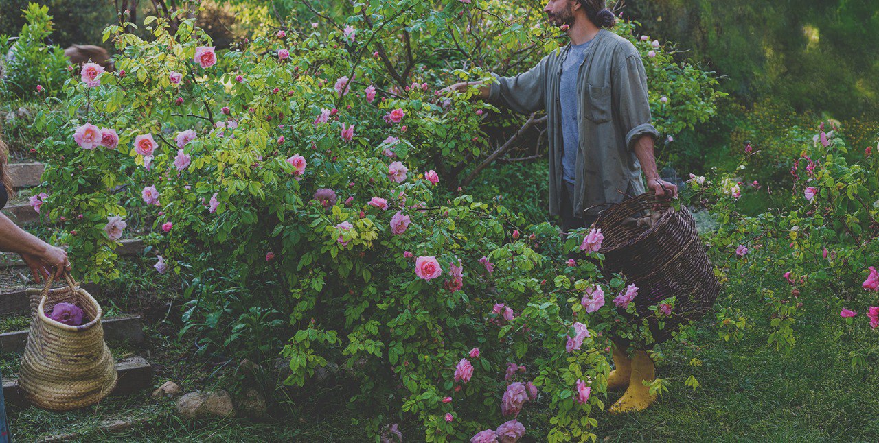 recogida rosas oleado