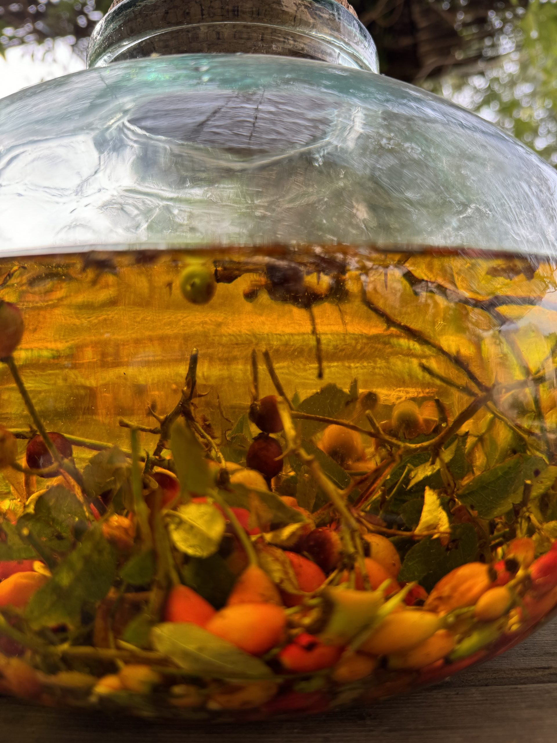 Aceite de Escaramujo aceite de escaramujo